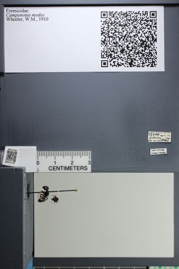Media type: image;   Entomology 531770
